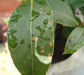 Bay Leaf