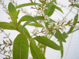 Lemon Verbena
