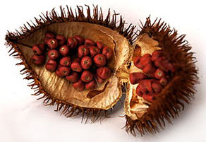 Annatto/Achiote