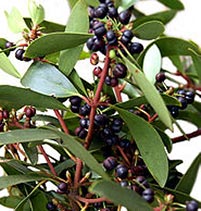 Pepperberry