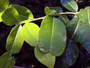 Kaffir Lime