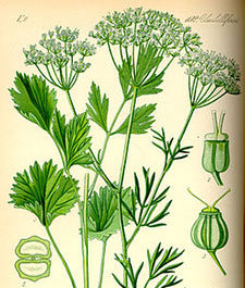 Anise