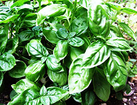 Basil