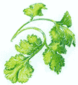 Cilantro