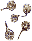 Cubeb