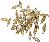 Cumin