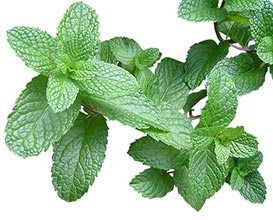 Mint