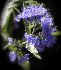 Hyssop