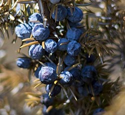 Juniper