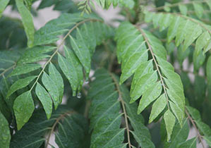 Curry Leaves