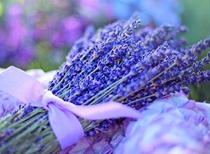 Lavender