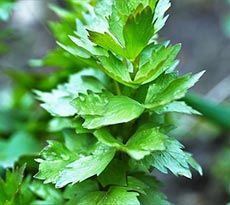 Lovage