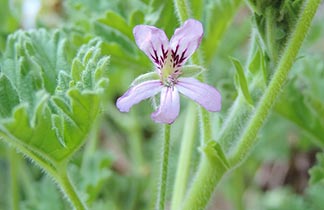 Scented Geranium