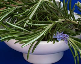 Rosemary