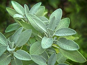Sage