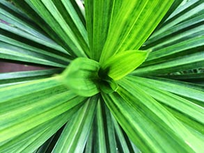 Pandan Leaf
