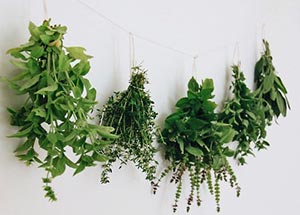 herbs drying 