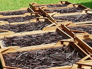 Vanilla beans drying