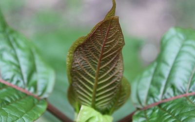 What is Kratom Tea, and is it Healthy for You?