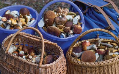 Foraging For Ingredients In Canada