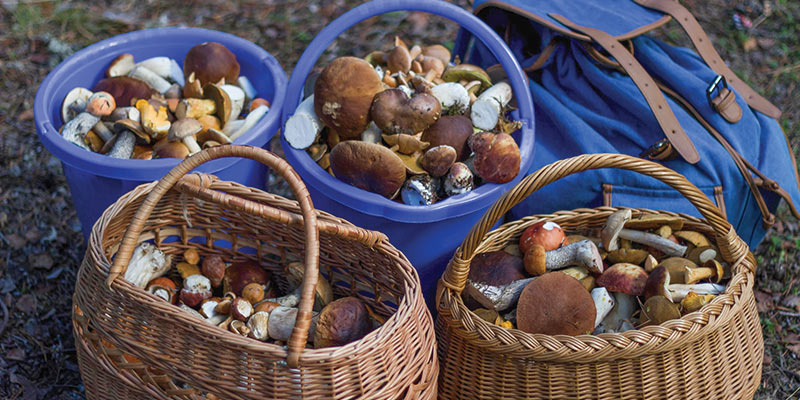 Foraging For Ingredients In Canada