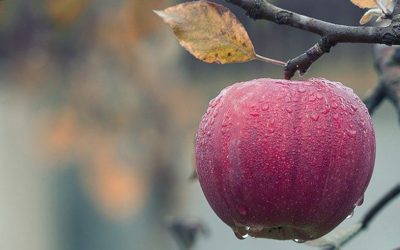 Want to Go Organic? Here’s How to Change Your Diet Step-by-Step