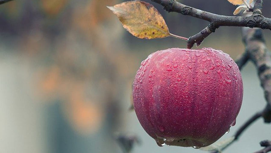 Want to Go Organic? Here’s How to Change Your Diet Step-by-Step