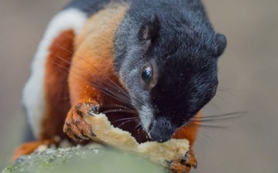 4 Effective Ways To Control Pests In A Food Establishment