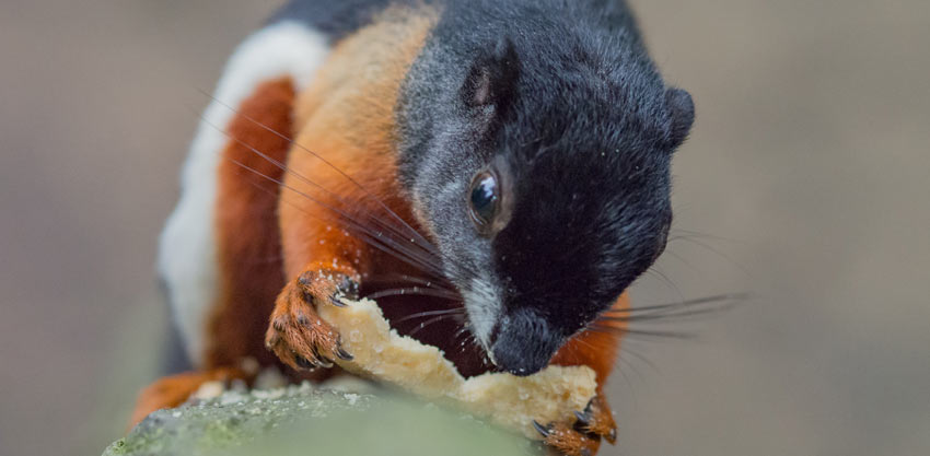 4 Effective Ways To Control Pests In A Food Establishment